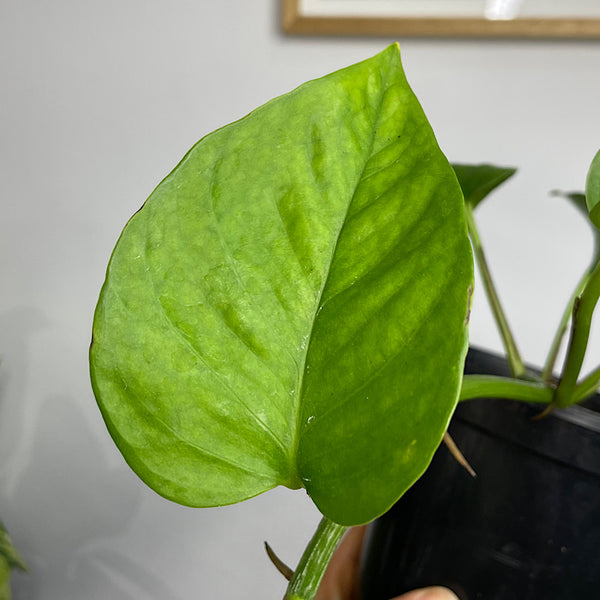 Epipremnum Aureum Green Dragon 130mm