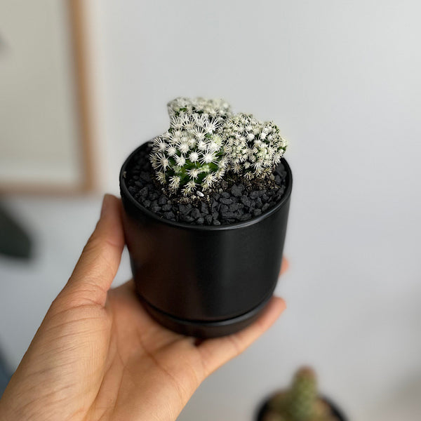Succulent/ Cactus in Mini Oslo Pot