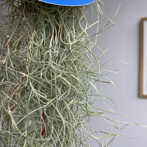 Old Man's Whiskers Spanish Moss Air Plant