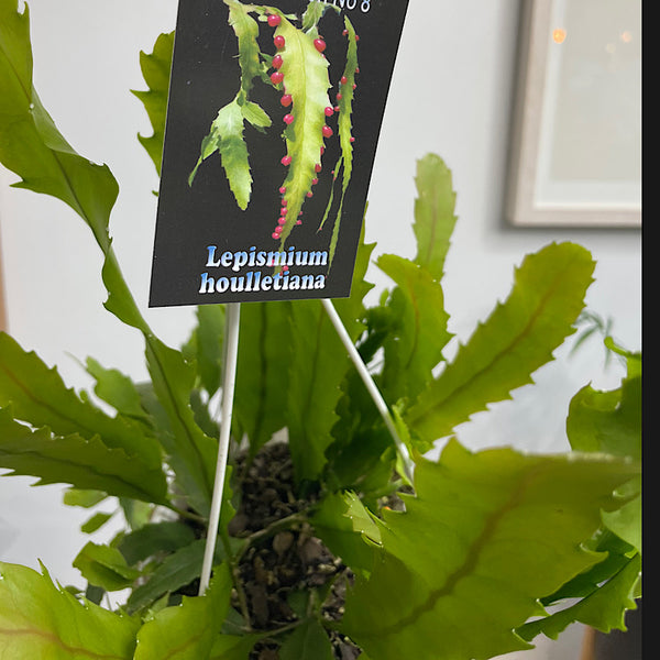 Lepismium Houlletiana 130mm Hanging