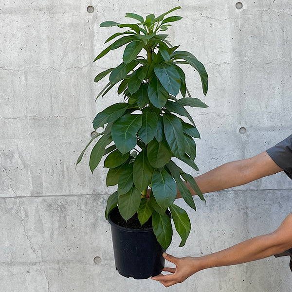 Schefflera Actinophylla Alpine Junior Umbrella Tree 200mm