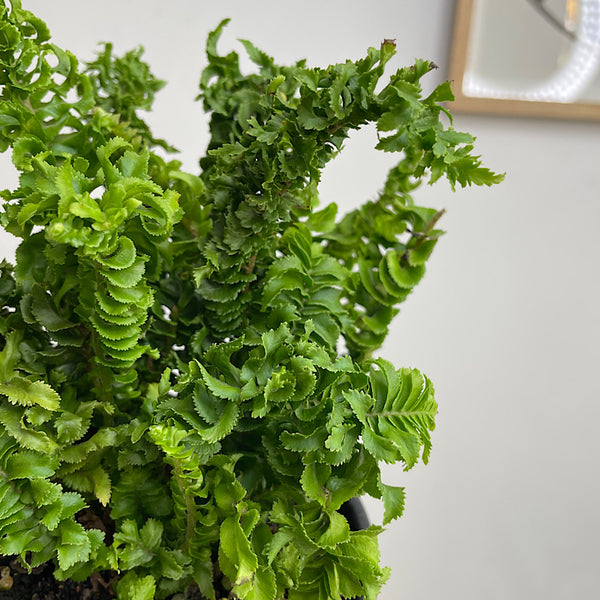Nephrolepis Cordifolia Duffii Fern 130mm