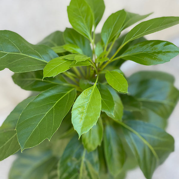 Schefflera Actinophylla Alpine Junior Umbrella Tree 200mm