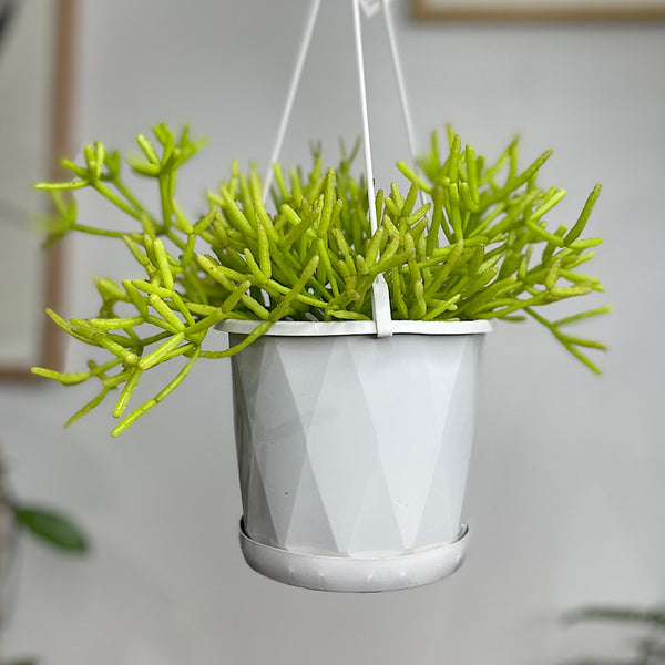 Rhipsalis Teres f. Prismatica 130mm Hanging