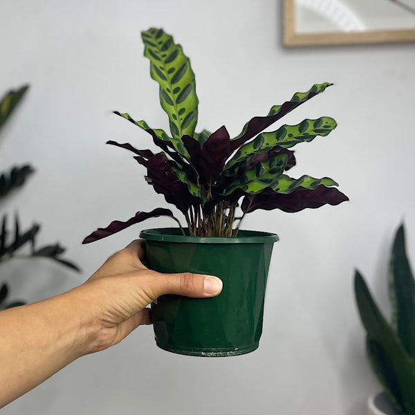 Calathea Insignis Rattlesnake Plant 130mm