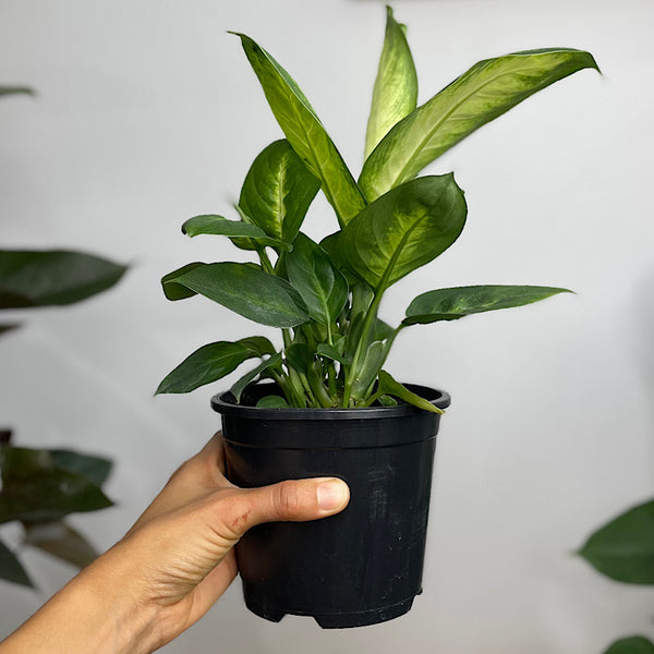 Dieffenbachia Tropic Marianne 130mm