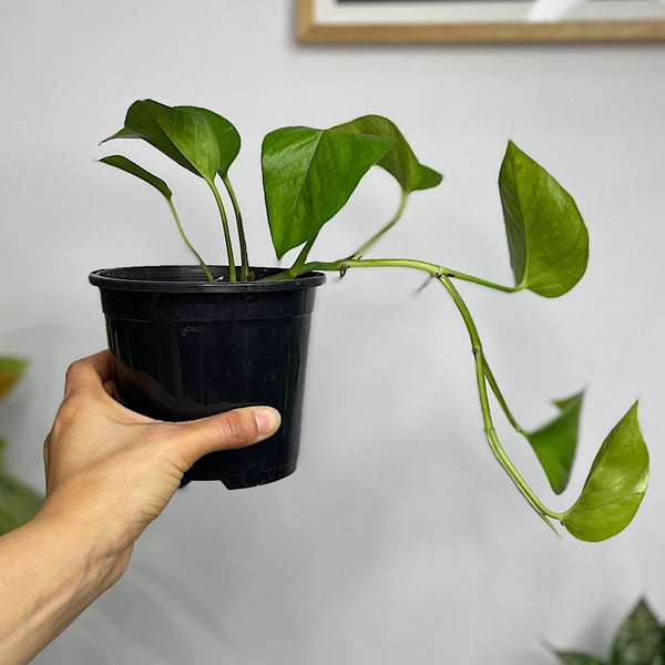 Epipremnum Aureum Green Dragon 130mm