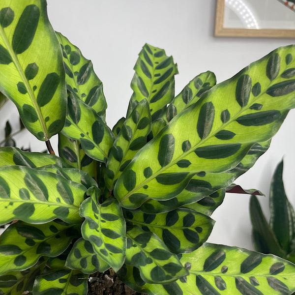 Calathea Insignis Rattlesnake Plant 130mm