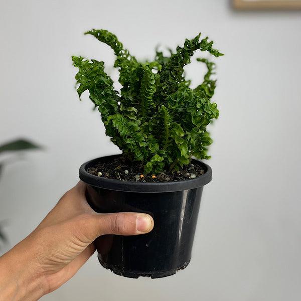 Nephrolepis Cordifolia Duffii Fern 130mm