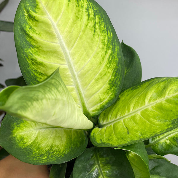 Dieffenbachia Tropic Marianne 130mm