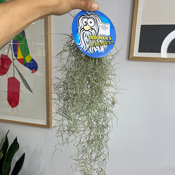 Old Man's Whiskers Spanish Moss Air Plant