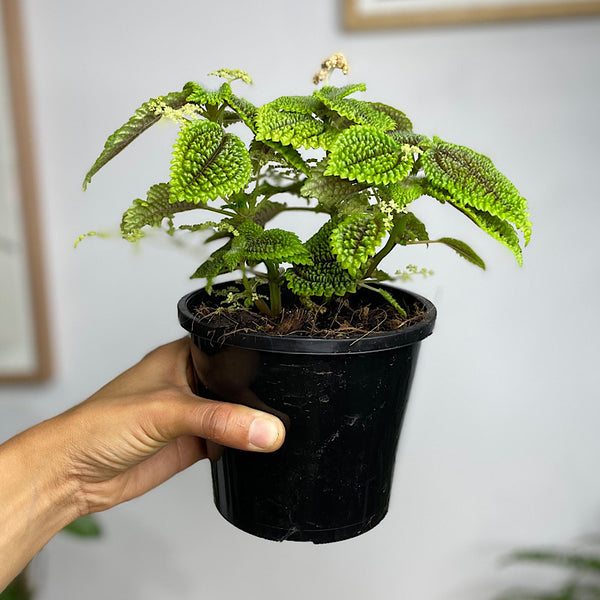 Pilea Involucrata Moon Valley 130mm
