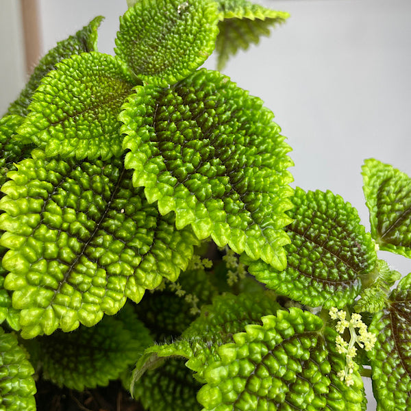 Pilea Involucrata Moon Valley 130mm
