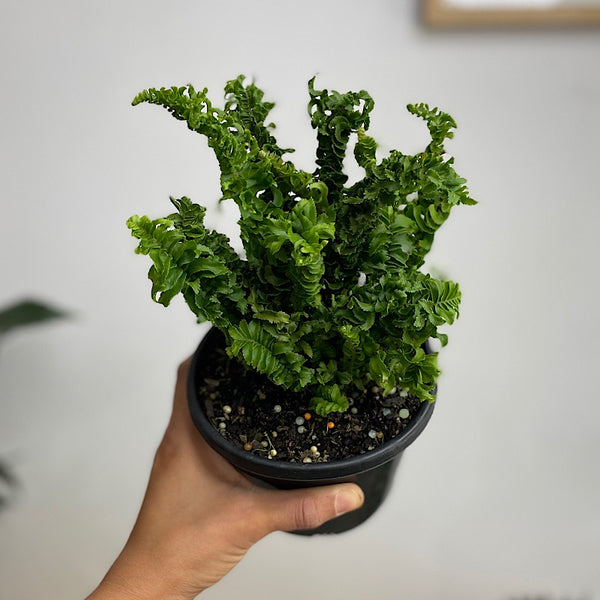 Nephrolepis Cordifolia Duffii Fern 130mm