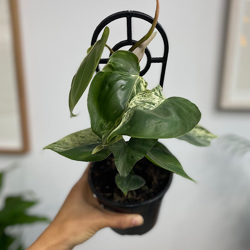 Variegated Heartleaf top Philodendron