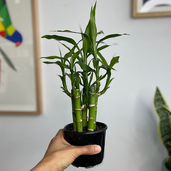 Dracaena Sanderiana Lucky Bamboo 100mm