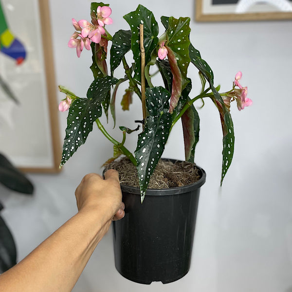 Begonia Maculata Polka Dot 170mm