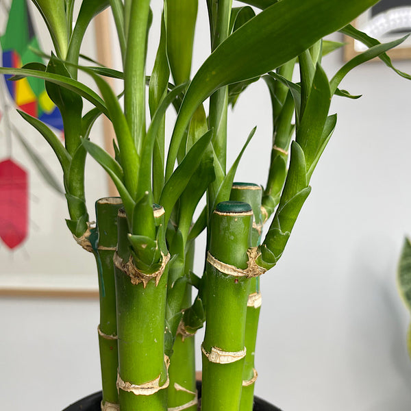 Dracaena Sanderiana Lucky Bamboo 100mm