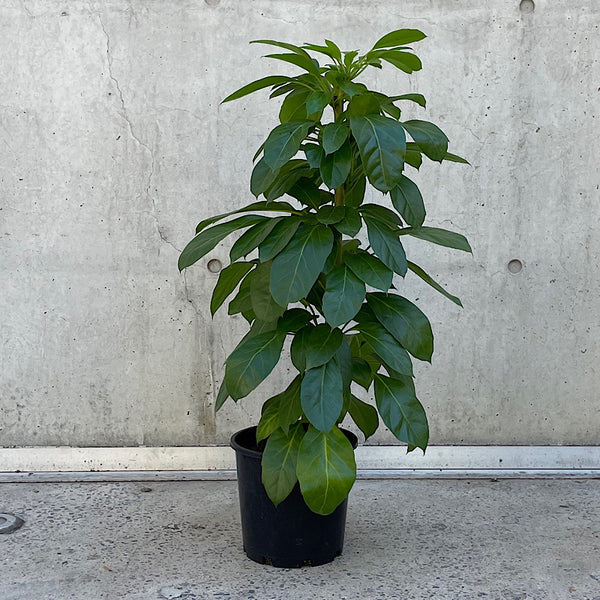 Schefflera Actinophylla Alpine Junior Umbrella Tree 200mm
