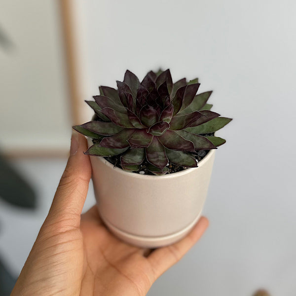 Succulent/ Cactus in Mini Oslo Pot