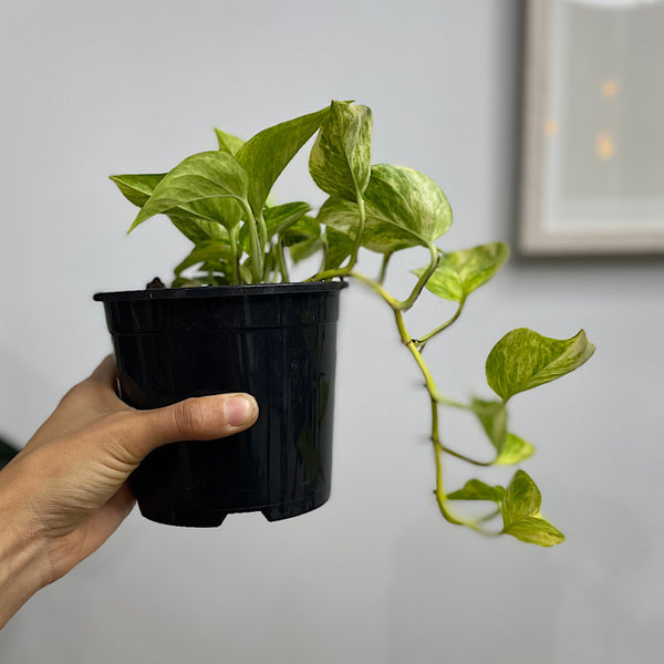 Epipremnum Aureum Devils Ivy Pothos 130mm