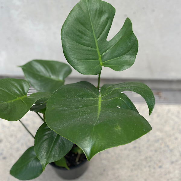 Monstera Deliciosa 200mm