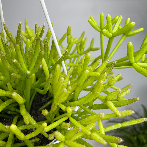 Rhipsalis Teres f. Prismatica 130mm Hanging