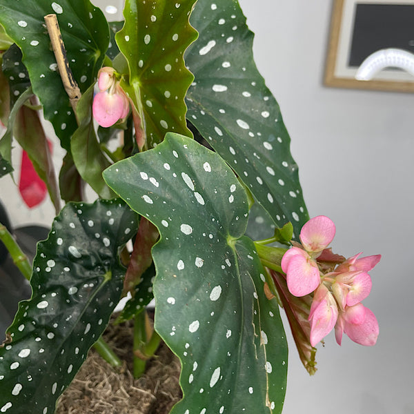 Begonia Maculata Polka Dot 170mm