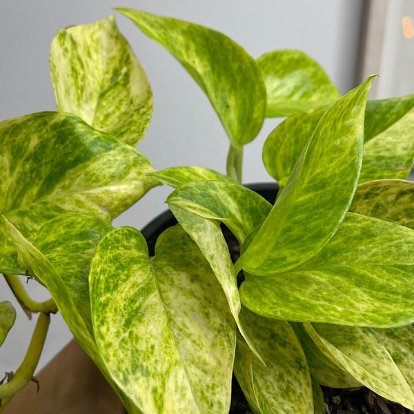 Epipremnum Aureum Devils Ivy Pothos 130mm