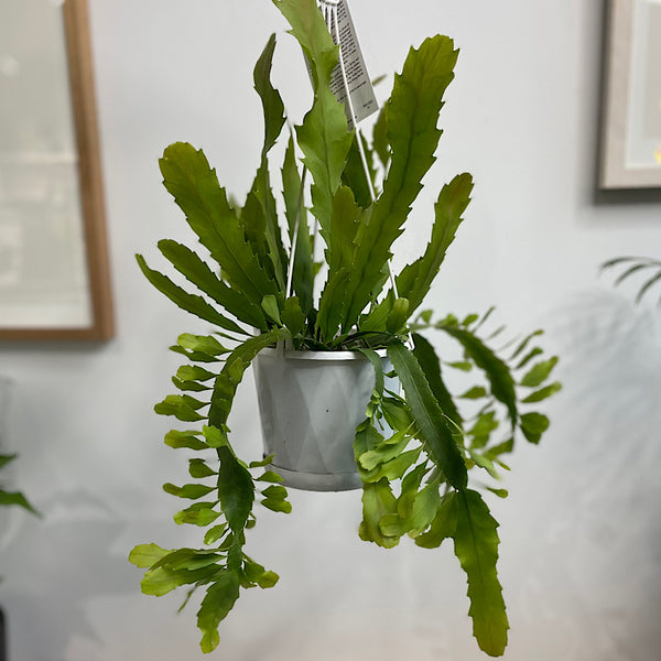 Lepismium Houlletiana 130mm Hanging