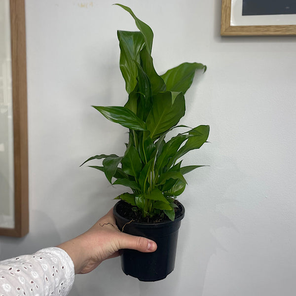 Spathiphyllum Wallisii Peace Lily 130mm