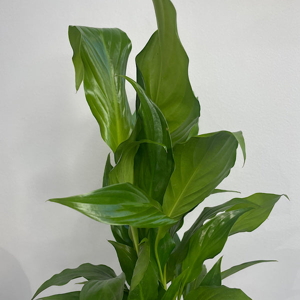 Spathiphyllum Wallisii Peace Lily 130mm
