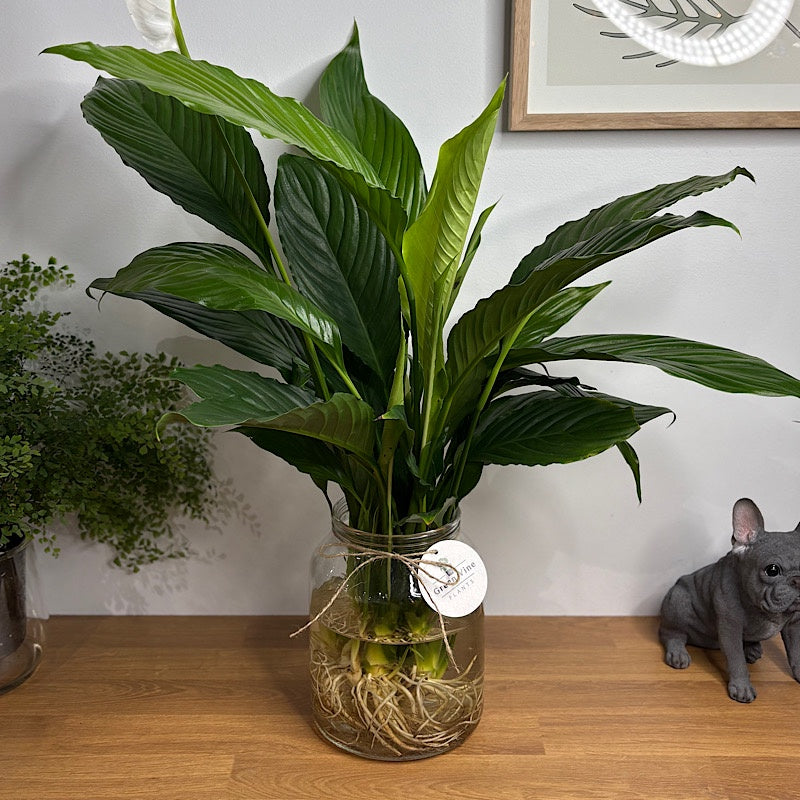 peace lily hydro plant Large Peace Lily in Hydro Copenhagen Vase – The Green Vine Plants