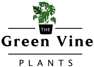 The Green Vine Plants