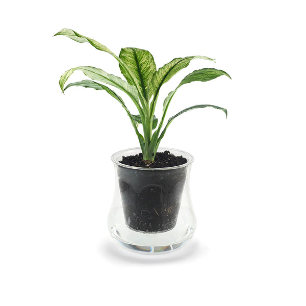 X-Large Clear Self Watering Glass Pot