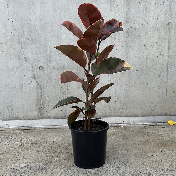 Ficus Elastica Ruby Indian Rubber Tree 200mm
