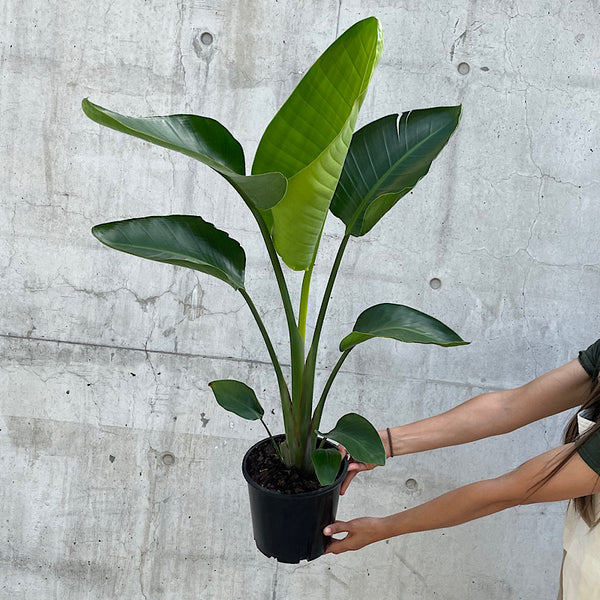 Strelitzia Nicolai Giant Bird of Paradise 200mm