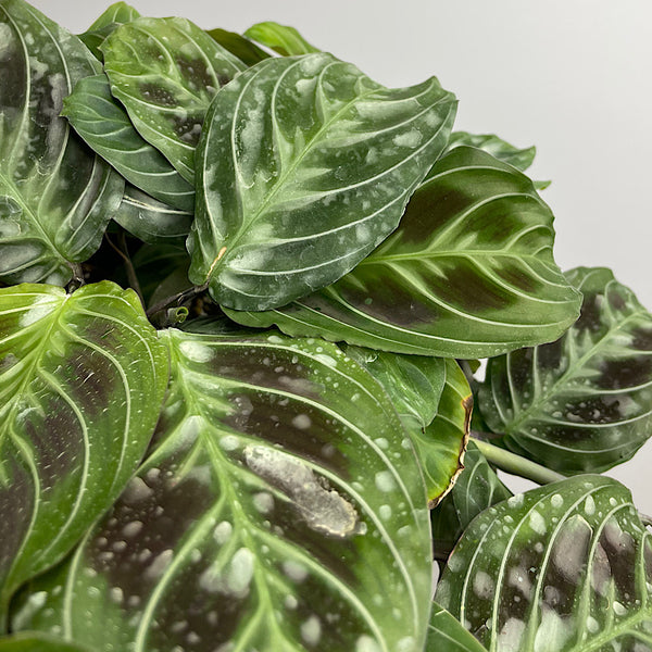 Maranta Massangeananoid 130mm