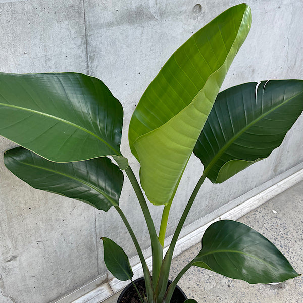 Strelitzia Nicolai Giant Bird of Paradise 200mm