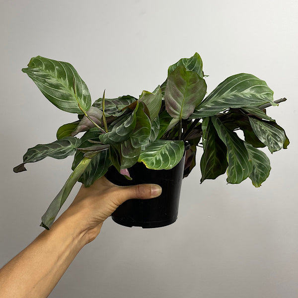Maranta Massangeananoid 130mm