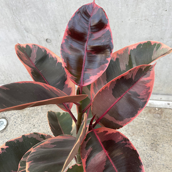 Ficus Elastica Ruby Indian Rubber Tree 200mm