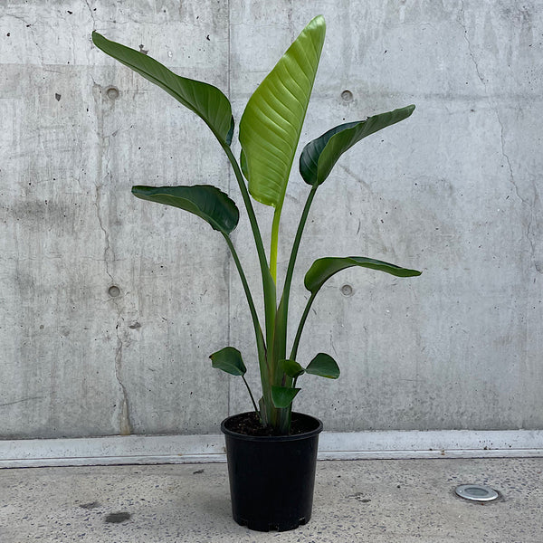 Strelitzia Nicolai Giant Bird of Paradise 200mm