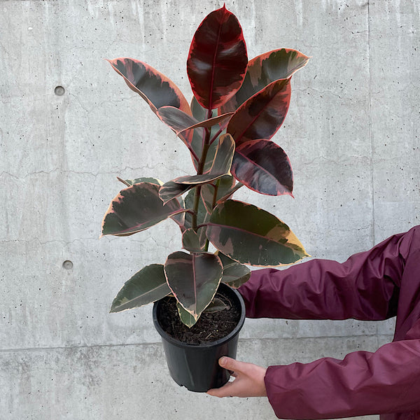 Ficus Elastica Ruby Indian Rubber Tree 200mm