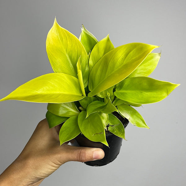 Philodendron Moonlight 100mm