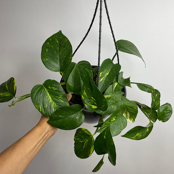 Epipremnum Aureum Devils Ivy 200mm Hanging