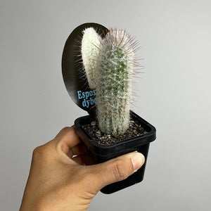 Espostoopsis Dybowskii Cactus 65mm