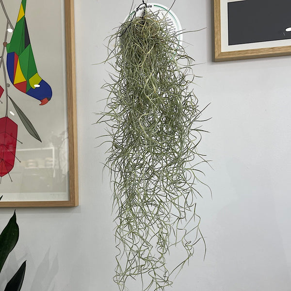 Old Man's Whiskers Spanish Moss Air Plant