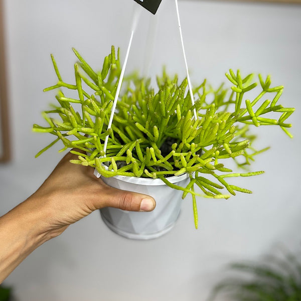 Rhipsalis Teres f. Prismatica 130mm Hanging