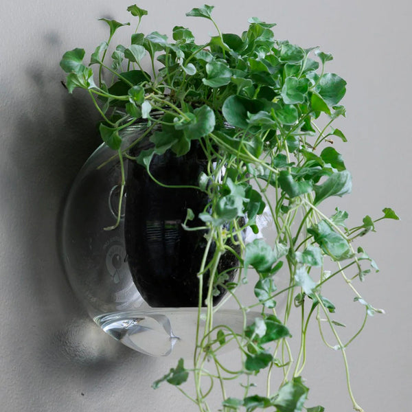 Wall Mounted Clear Self Watering Glass Pot