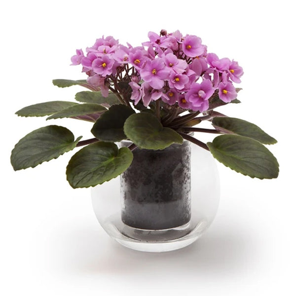 Medium Clear Self Watering Glass Pot